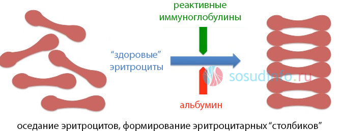 при снижении СОЭ не в порядке одна (или несколько) составляющих корректного оседания эритроцитов