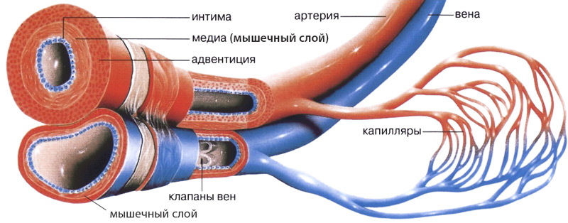 54688644866
