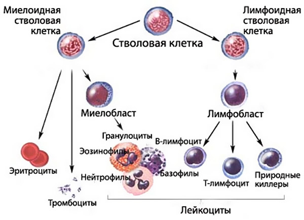 546886846