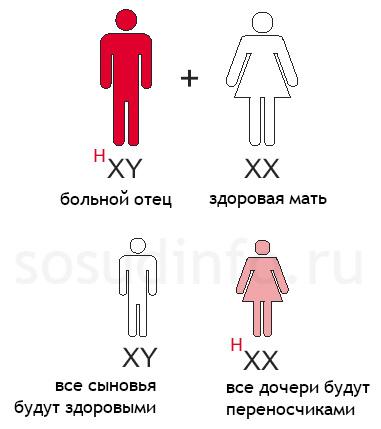 Гемофилия: Отец больной гемофилией, здоровая мать