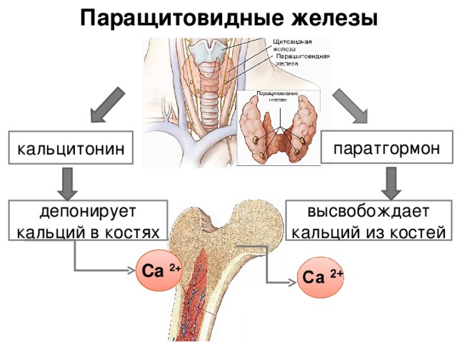 84848484
